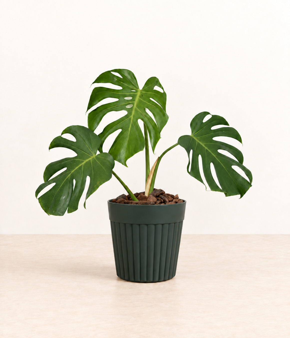 Monstera in a dark fluted pot with natural bark topping