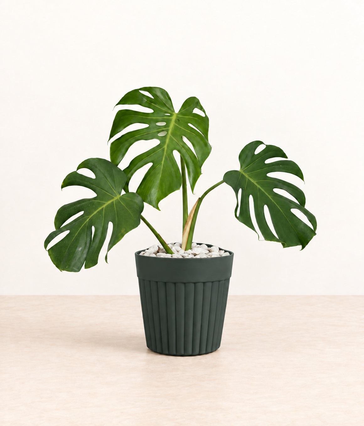 Monstera in a dark fluted pot with small white stones topping