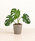 Monstera in a grey fluted pot with natural bark topping