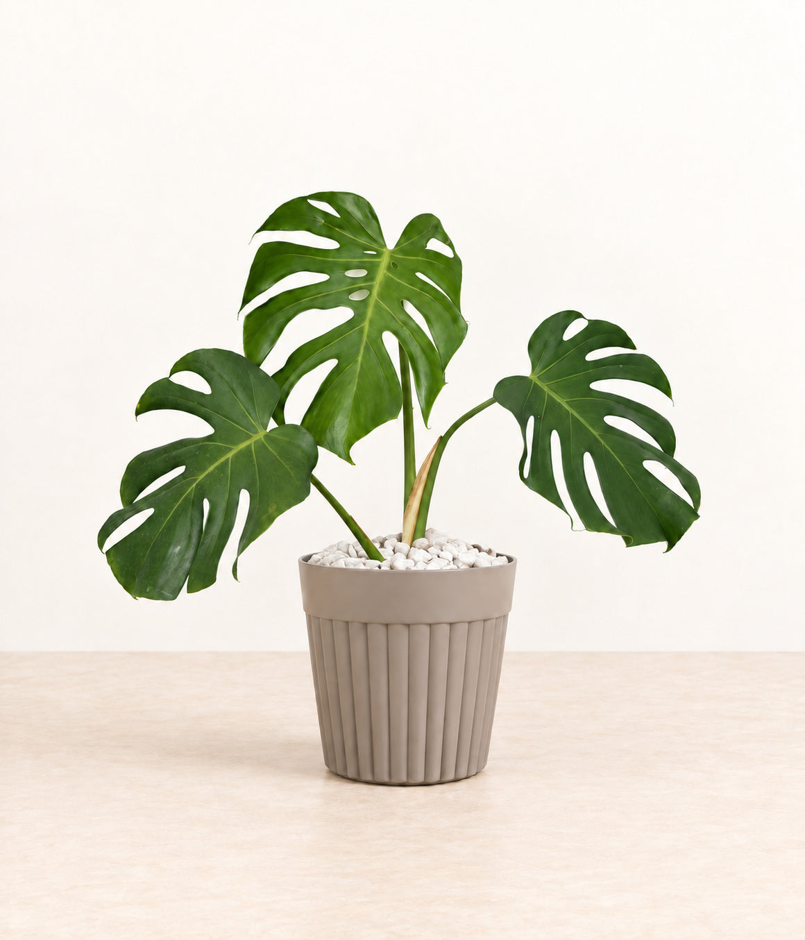 Monstera in a grey fluted pot with small white stones topping