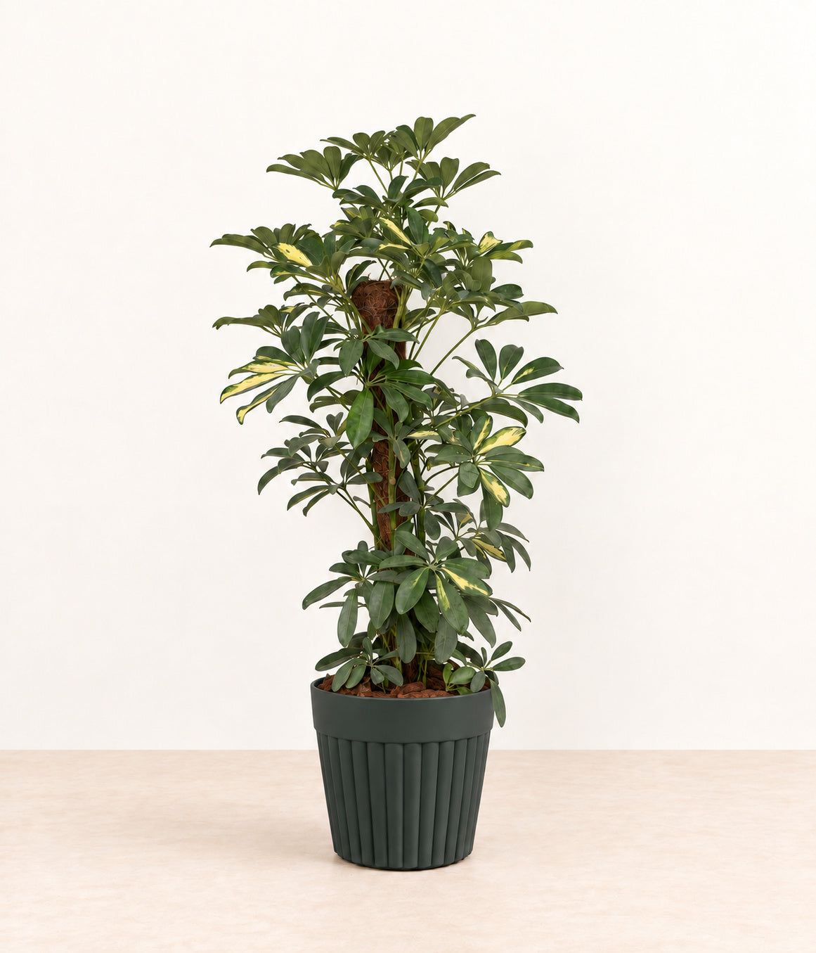 Umbrella Plant in a dark fluted pot with natural bark topping