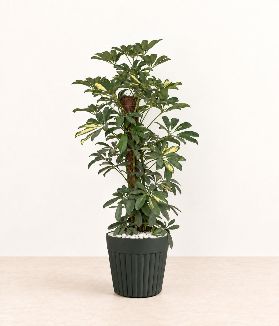 Umbrella Plant in a dark fluted pot with small white stones topping