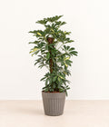 Umbrella Plant in a grey fluted pot with natural bark topping