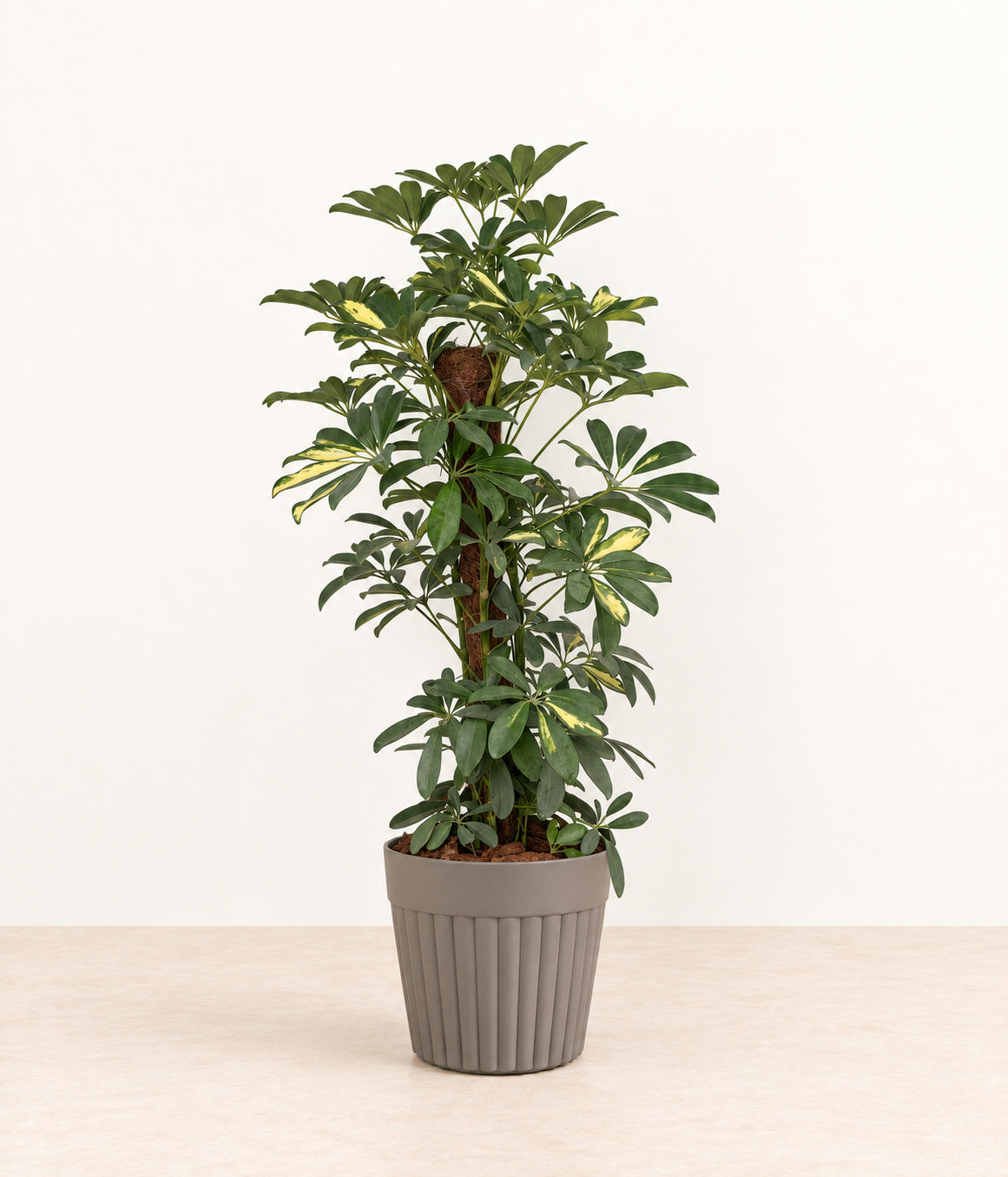 Umbrella Plant in a grey fluted pot with natural bark topping