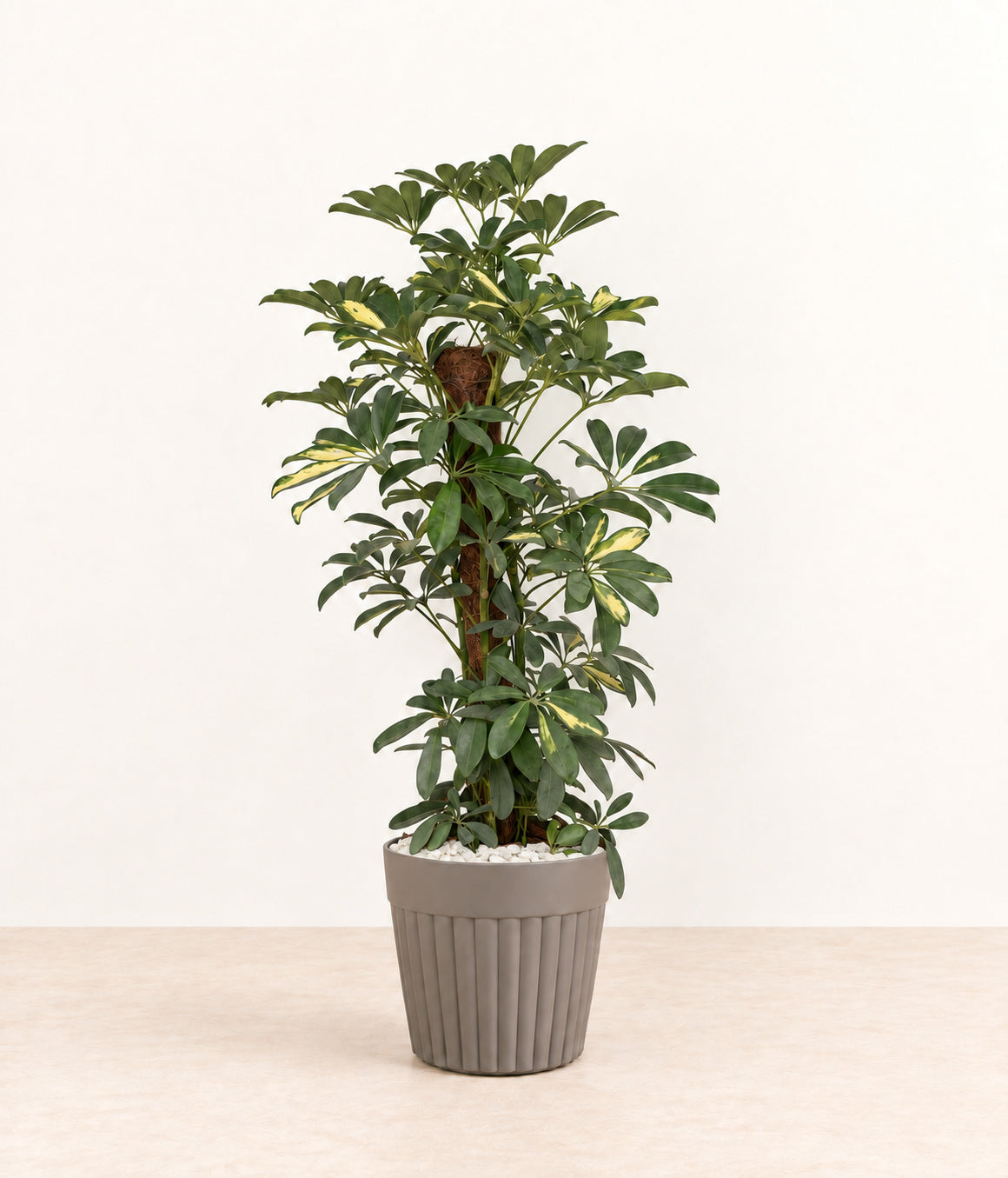 Umbrella Plant in a grey fluted pot with small white stones topping