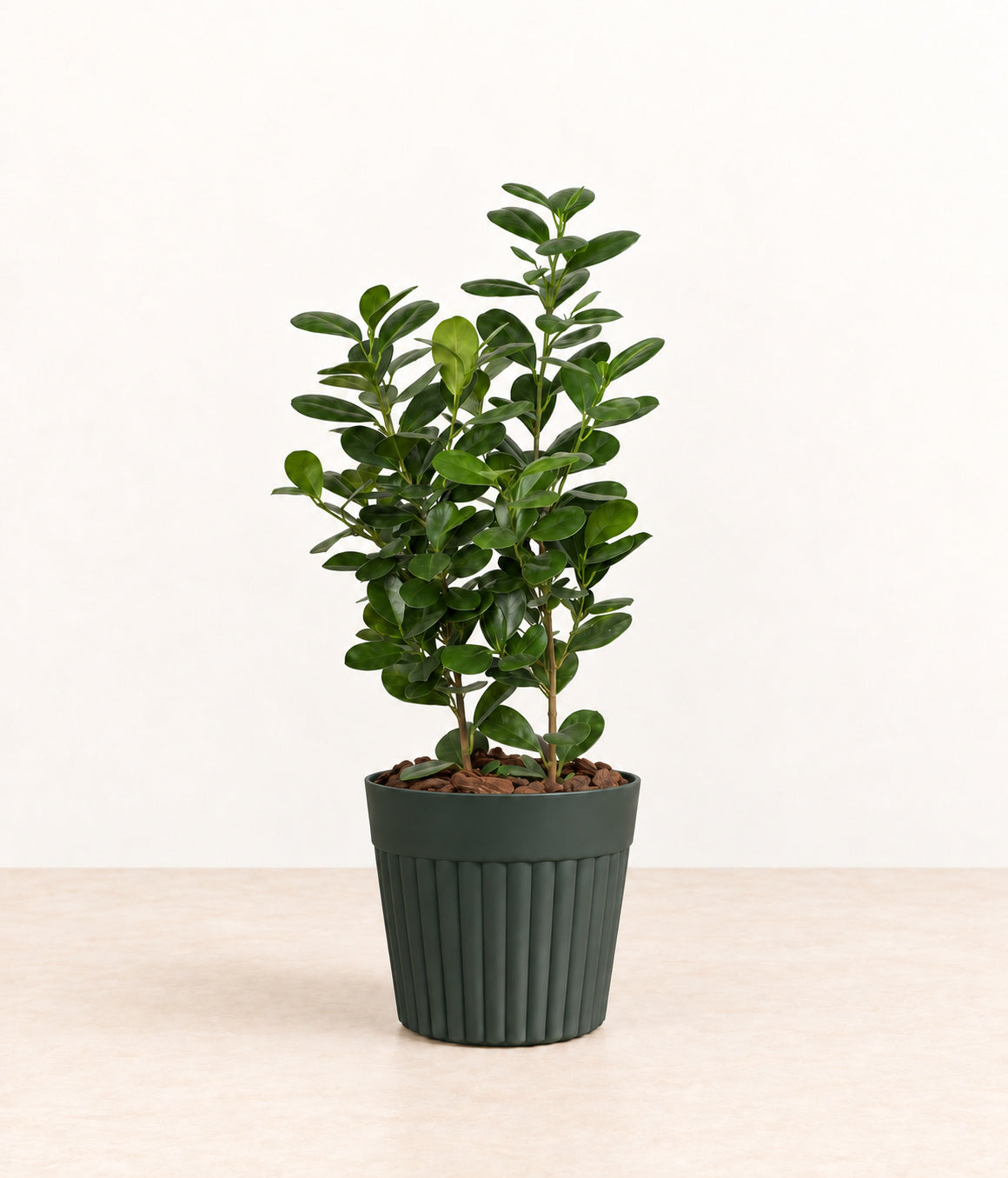 Oval-leaf Plant in a dark fluted pot with natural bark topping