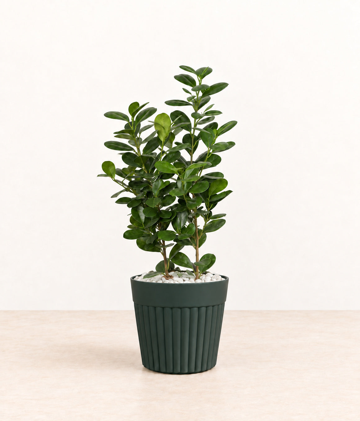Oval-leaf Plant in a dark fluted pot with small white stones topping
