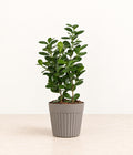 Oval-leaf Plant in a grey fluted pot with natural bark topping