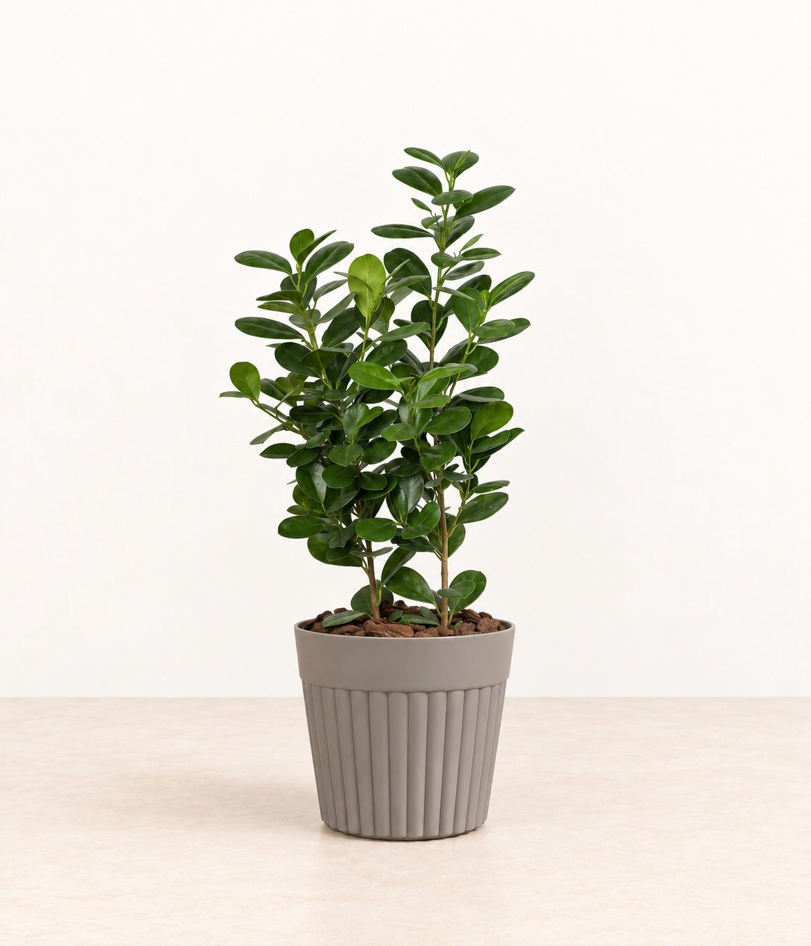 Oval-leaf Plant in a grey fluted pot with natural bark topping