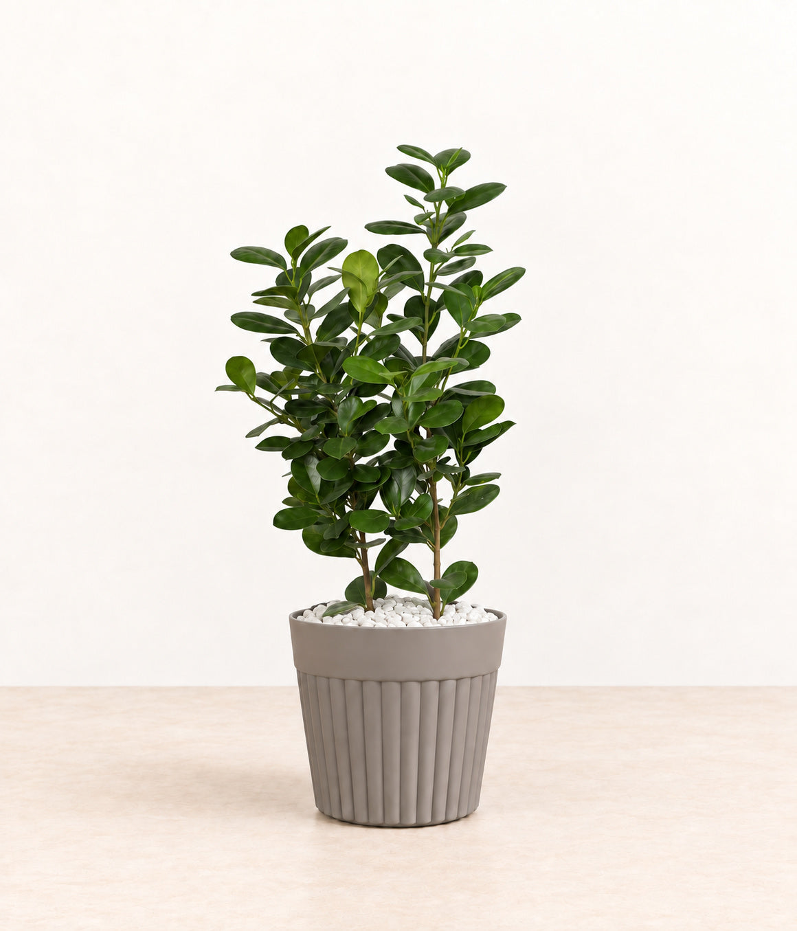 Oval-leaf Plant in a grey fluted pot with small white stones topping