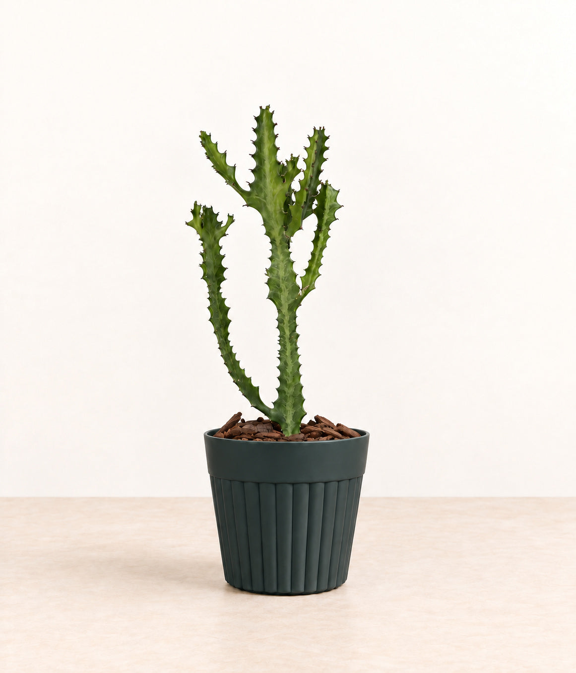 Euphorbia in a dark fluted pot with natural bark topping