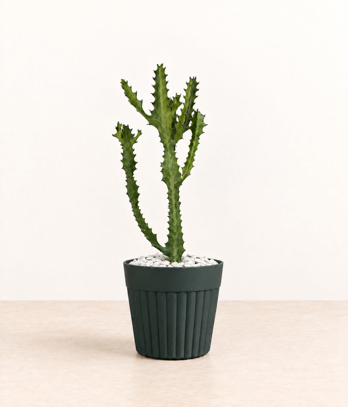 Euphorbia in a dark fluted pot with small white stones topping