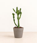 Euphorbia in a grey fluted pot with natural bark topping