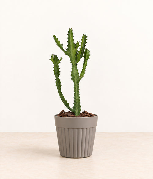 Euphorbia in a grey fluted pot with natural bark topping