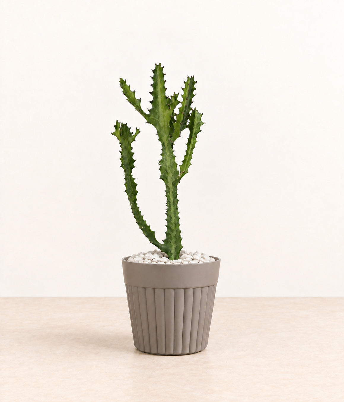 Euphorbia in a grey fluted pot with small white stones topping