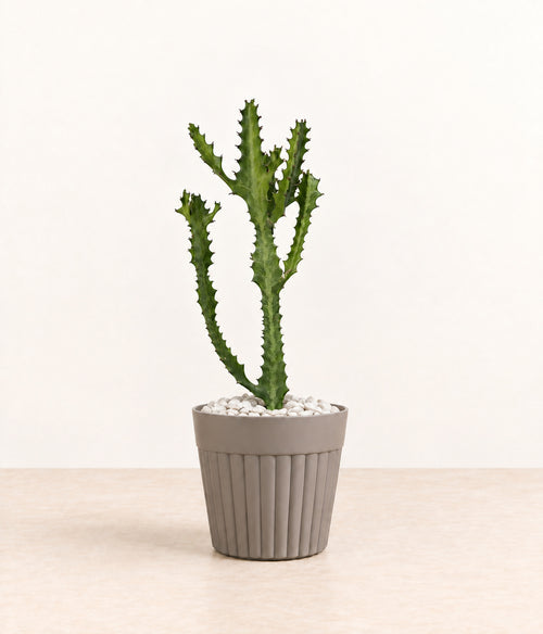 Euphorbia in a grey fluted pot with small white stones topping