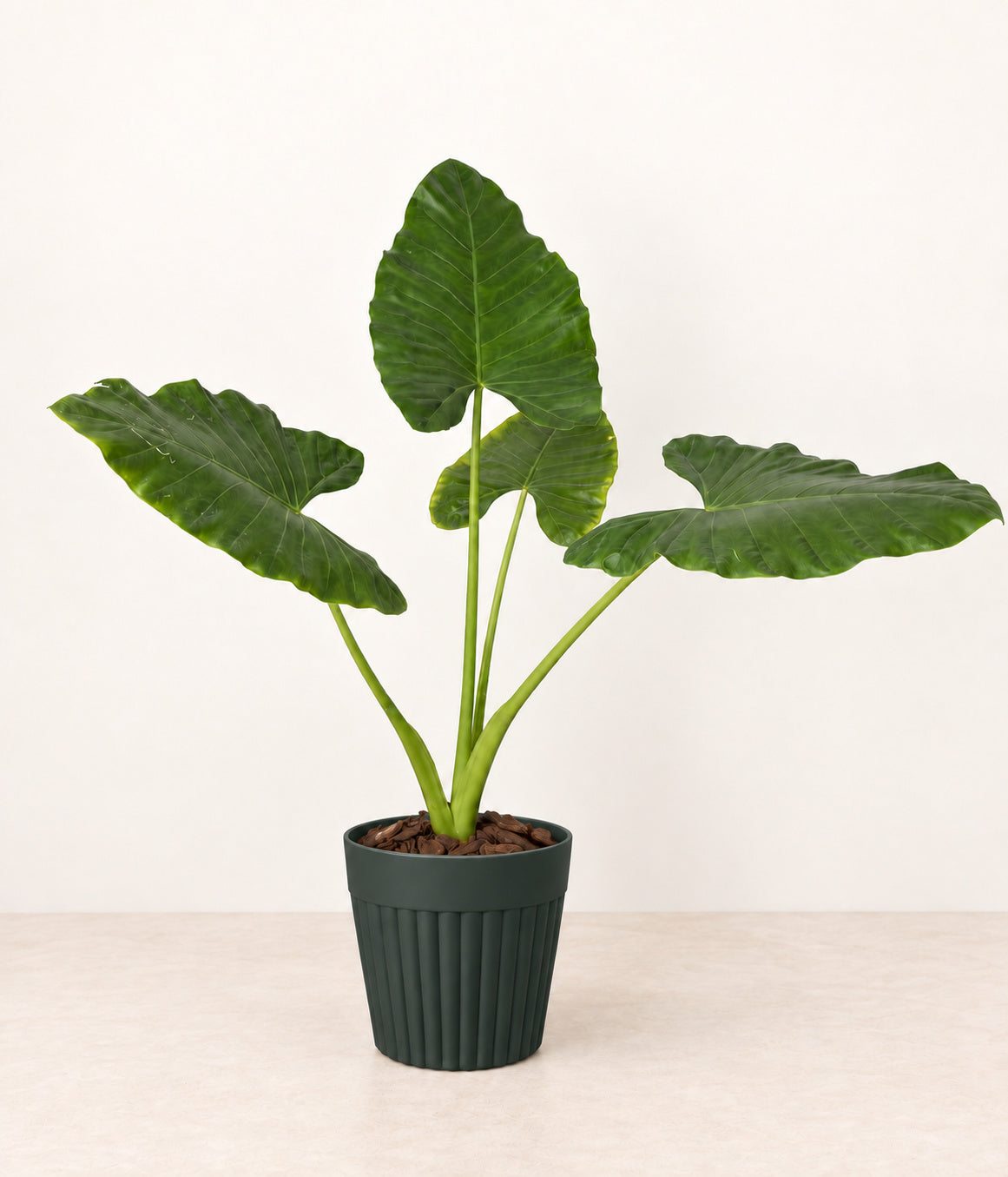 Elephant Ear in a dark fluted pot with natural bark topping