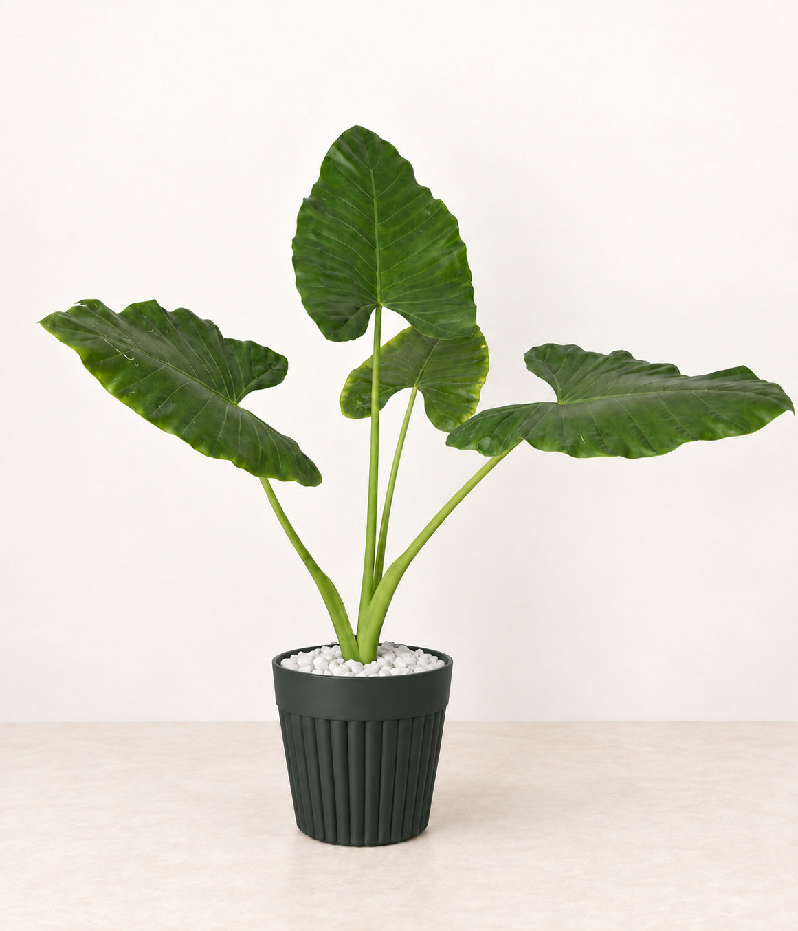 Elephant Ear in a dark fluted pot with small white stones topping