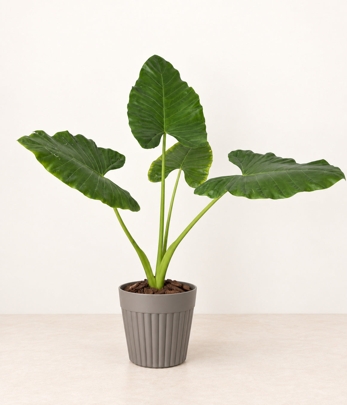 Elephant Ear in a grey fluted pot with natural bark topping