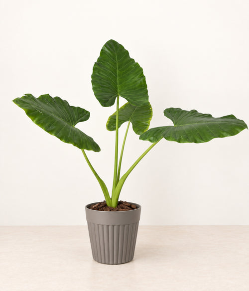 Elephant Ear in a grey fluted pot with natural bark topping