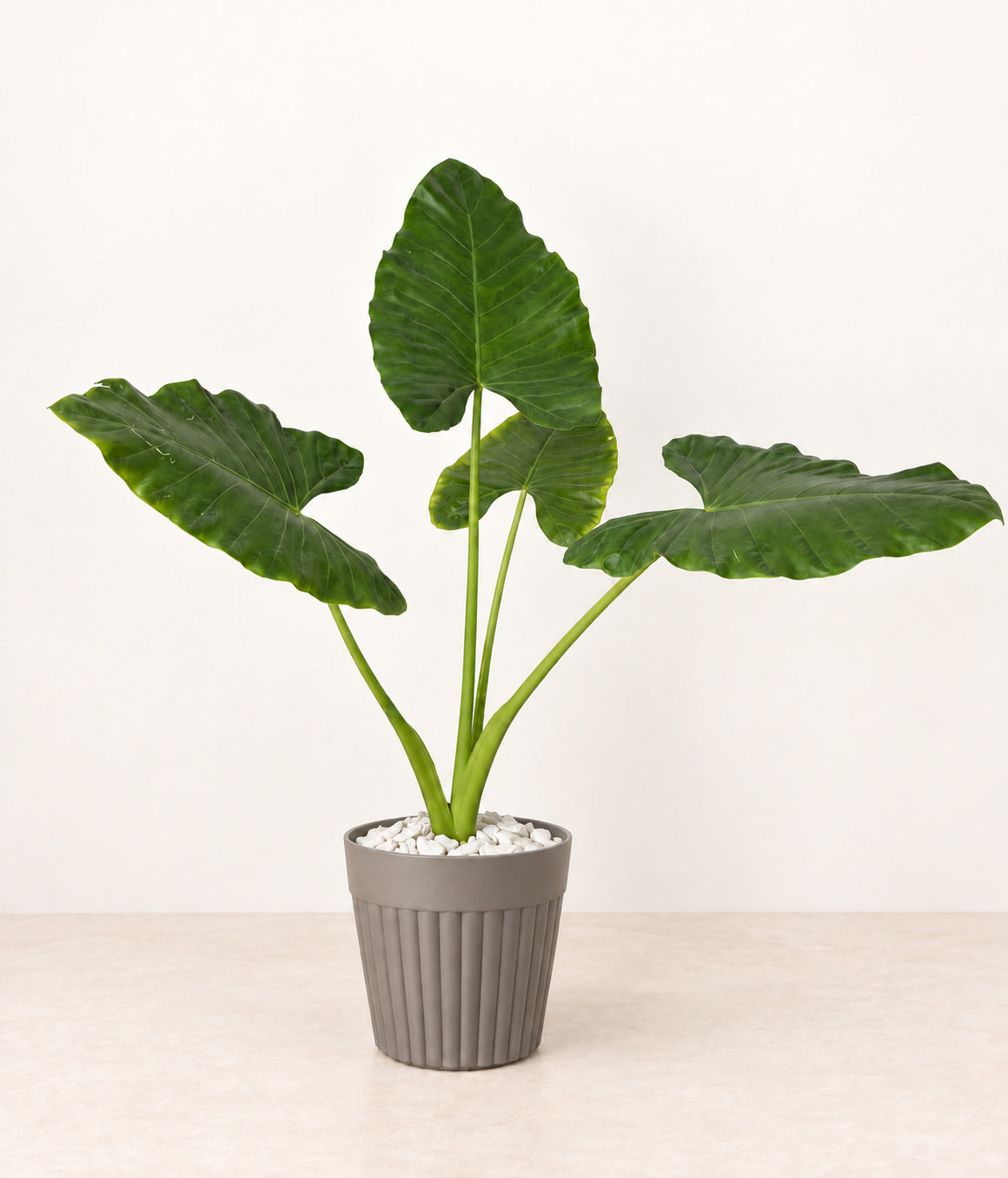 Elephant Ear in a grey fluted pot with small white stones topping