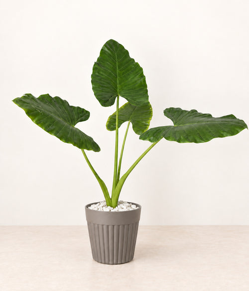 Elephant Ear in a grey fluted pot with small white stones topping