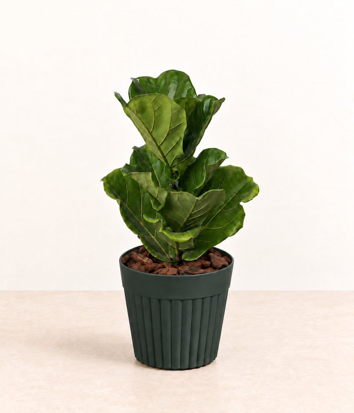 Fiddle-leaf Fig in a dark fluted pot with natural bark topping