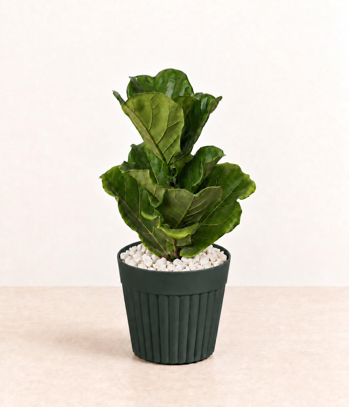 Fiddle-leaf Fig in a dark fluted pot with small white stones topping