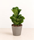 Fiddle-leaf Fig in a grey fluted pot with natural bark topping