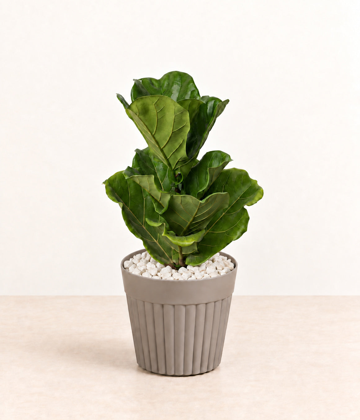 Fiddle-leaf Fig in a grey fluted pot with small white stones topping