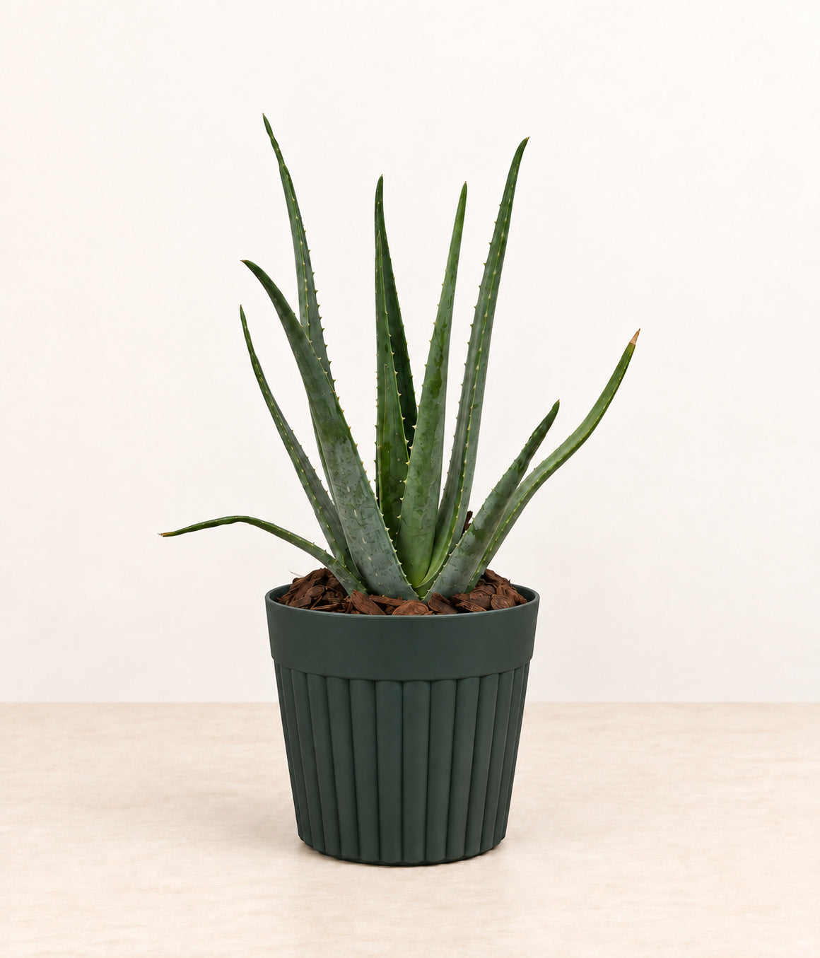 Aloe in a dark fluted pot with natural bark topping
