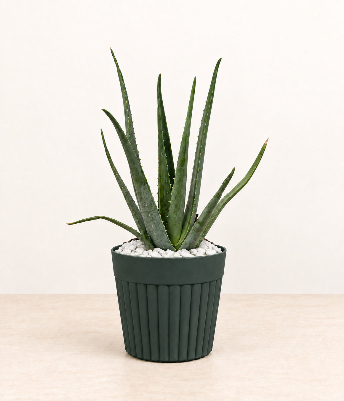 Aloe in a dark fluted pot with small white stones topping