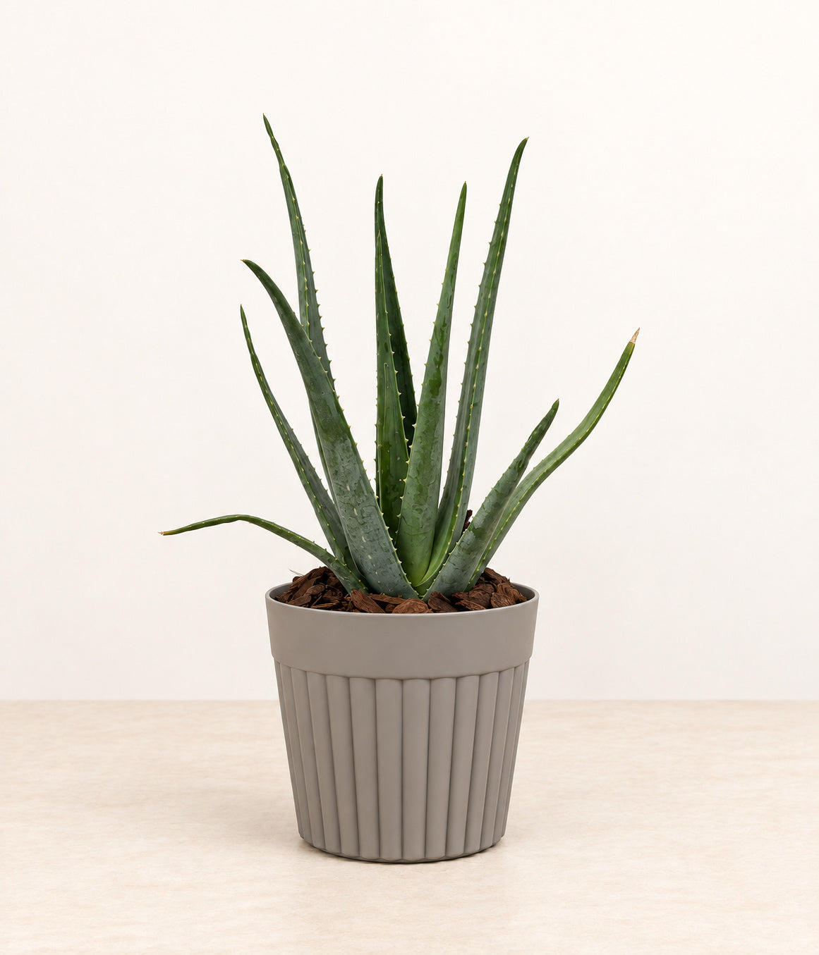 Aloe in a grey fluted pot with natural bark topping