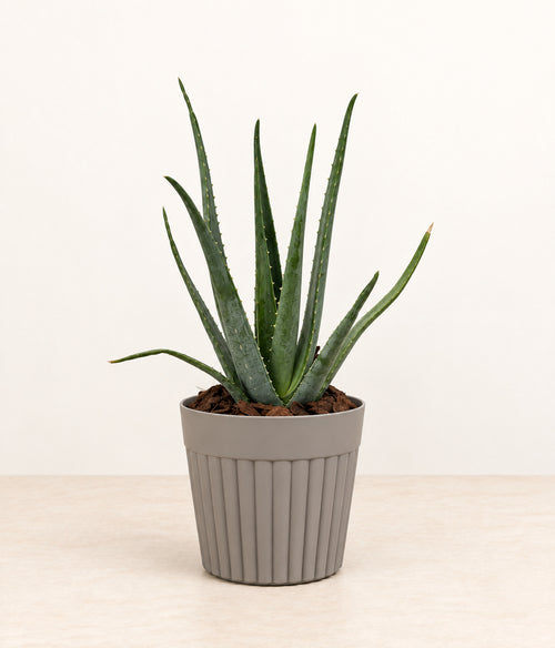 Aloe in a grey fluted pot with natural bark topping