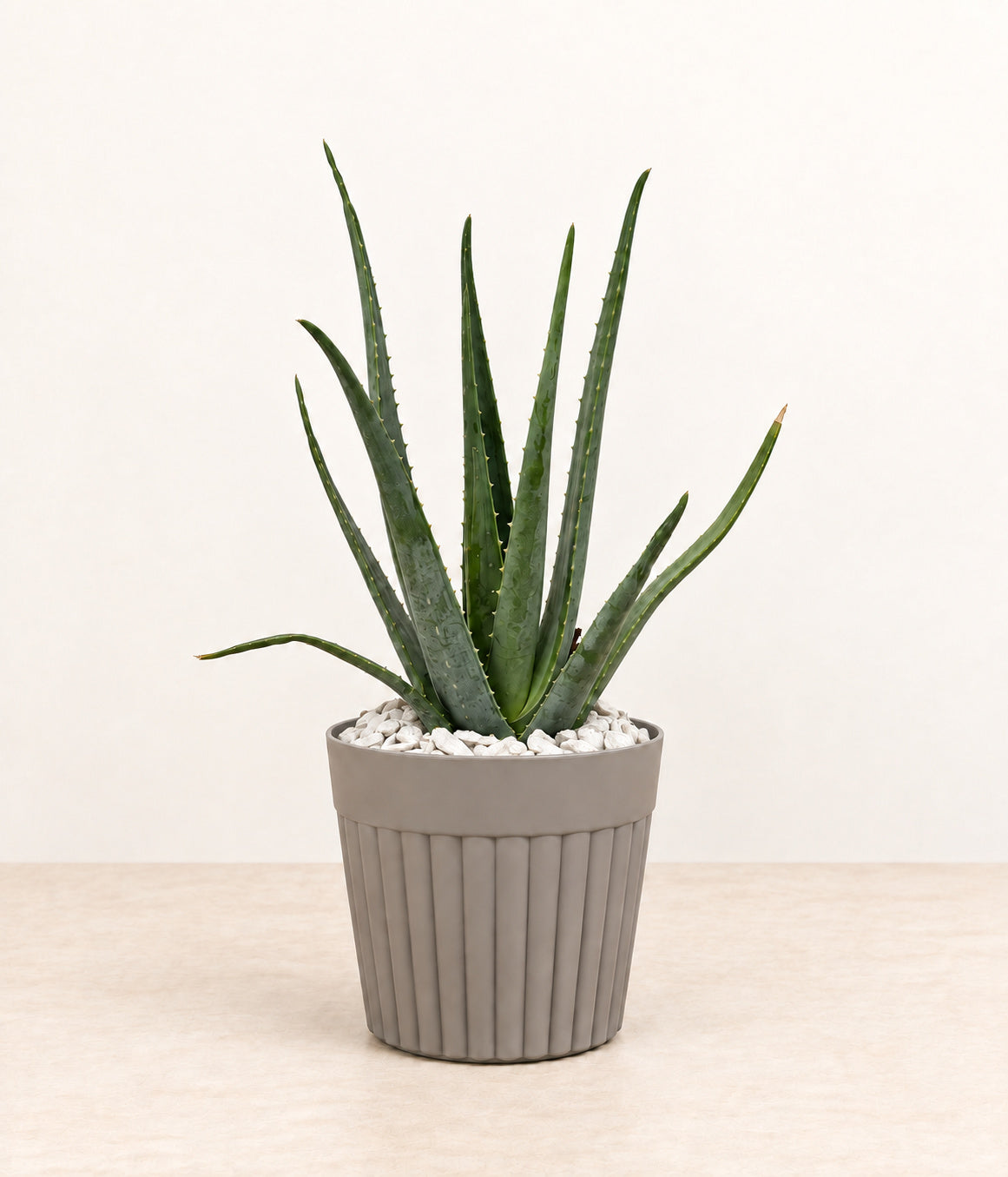 Aloe in a grey fluted pot with small white stones topping