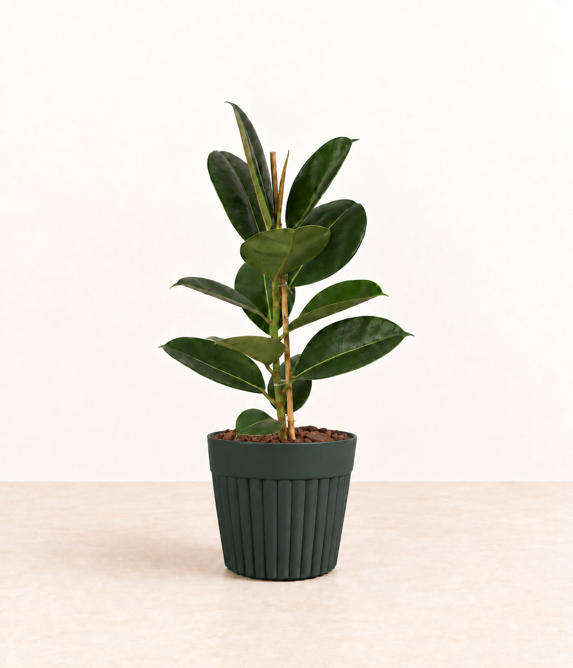 Rubber Plant in a dark fluted pot with natural bark topping