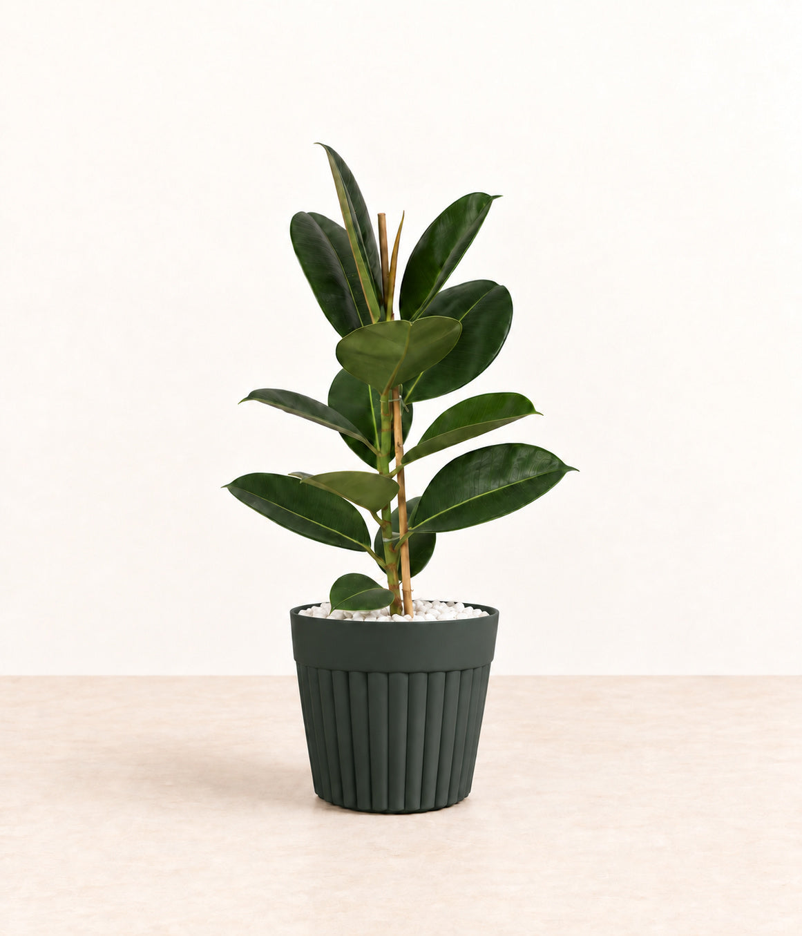 Rubber Plant in a dark fluted pot with small white stones topping