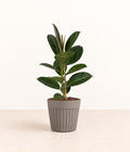Rubber Plant in a grey fluted pot with natural bark topping
