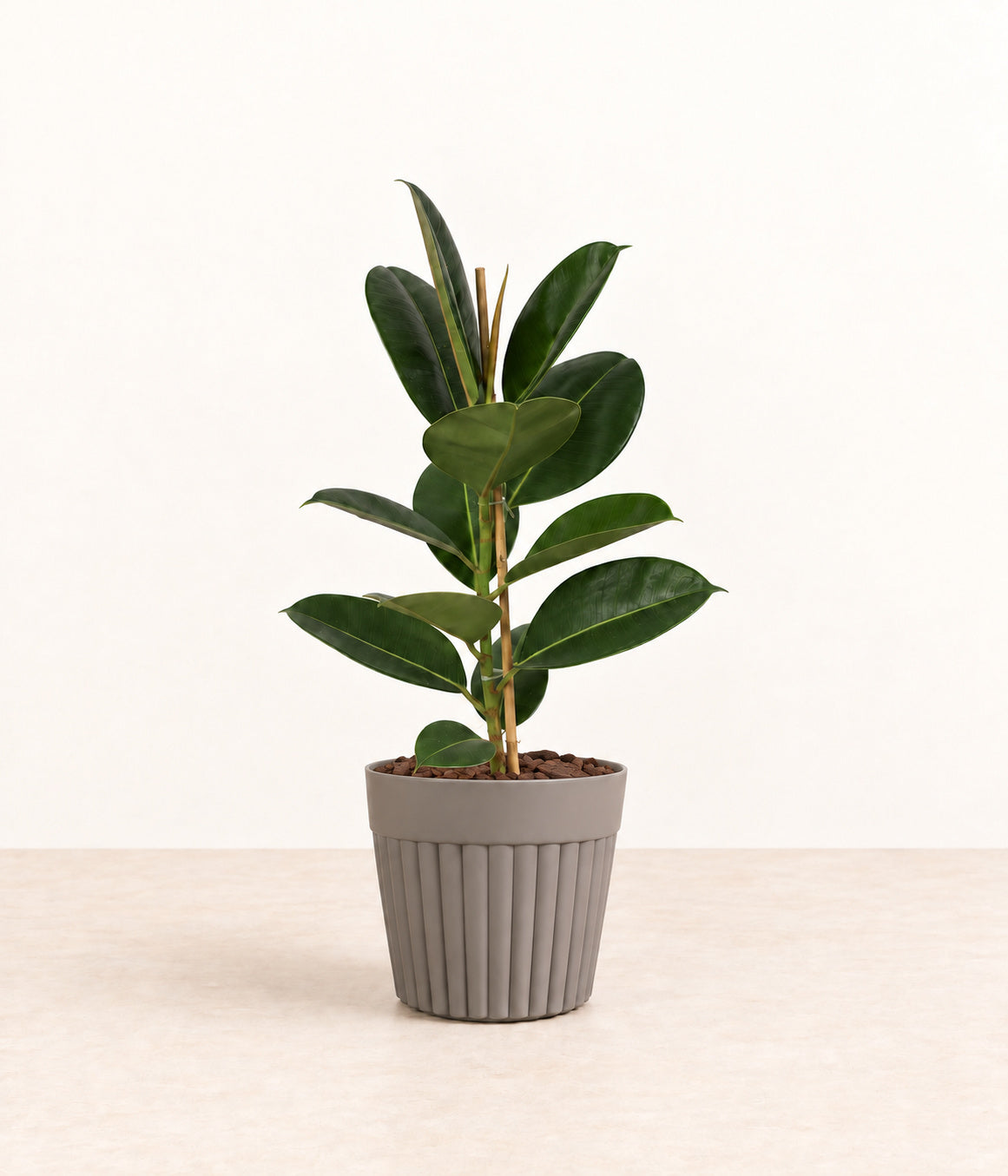 Rubber Plant in a grey fluted pot with natural bark topping