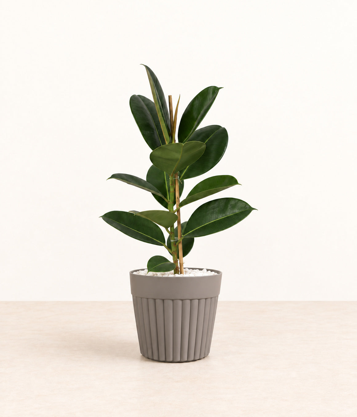 Rubber Plant in a grey fluted pot with small white stones topping