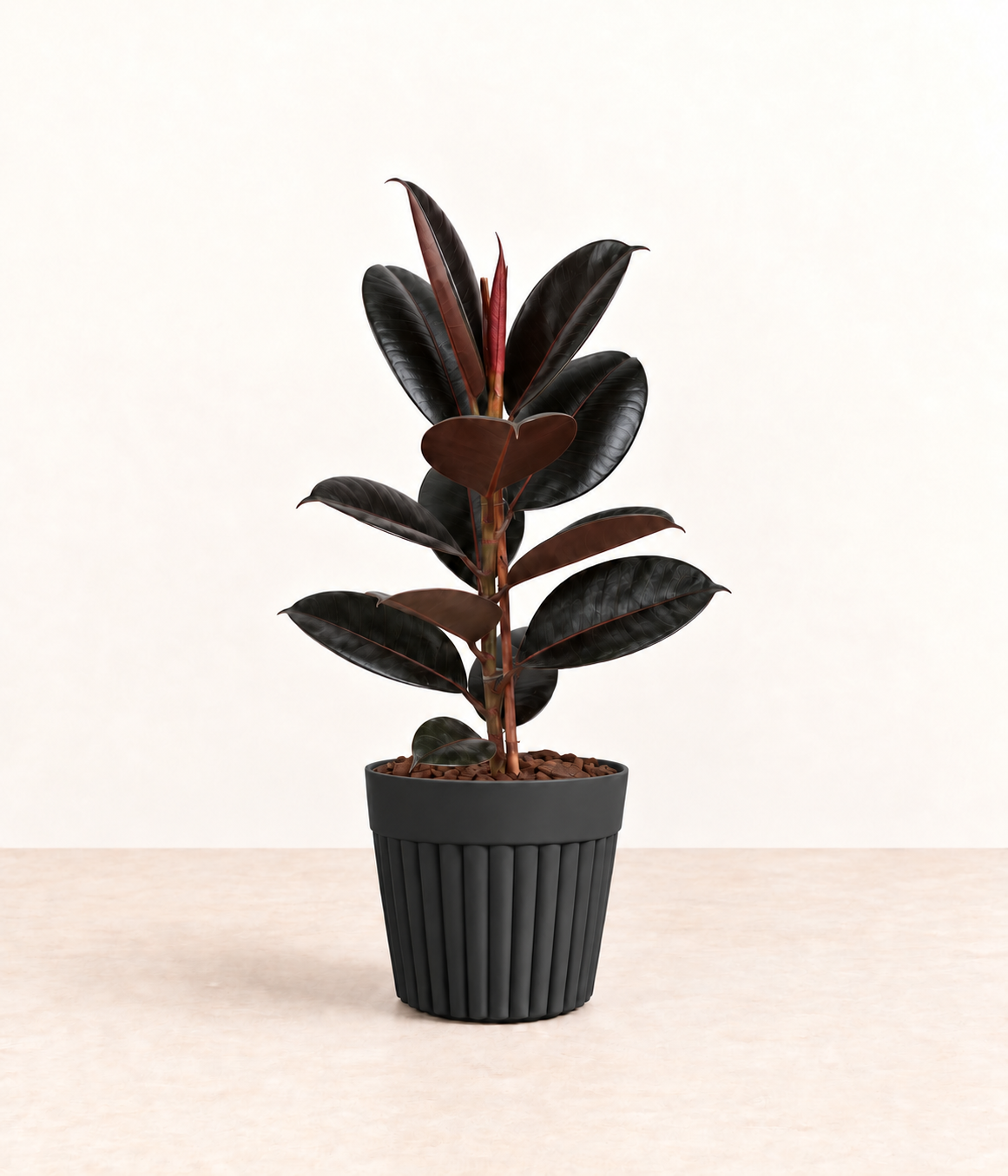 AI-generated styling illustration of black rubber plant in dark fluted pot with natural bark