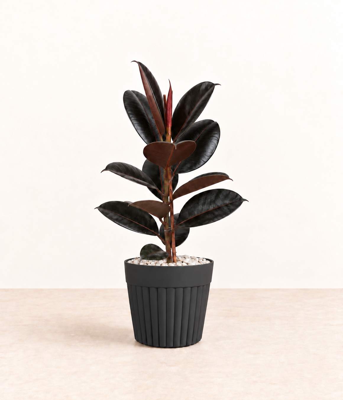 AI-generated styling illustration of black rubber plant in dark fluted pot with white stones