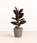 AI-generated styling illustration of black rubber plant in grey fluted pot with natural bark