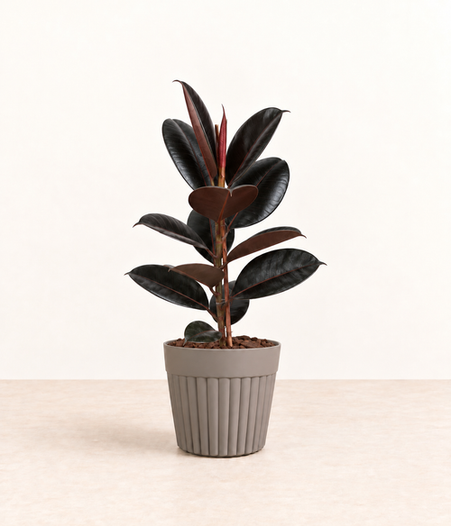 AI-generated styling illustration of black rubber plant in grey fluted pot with natural bark