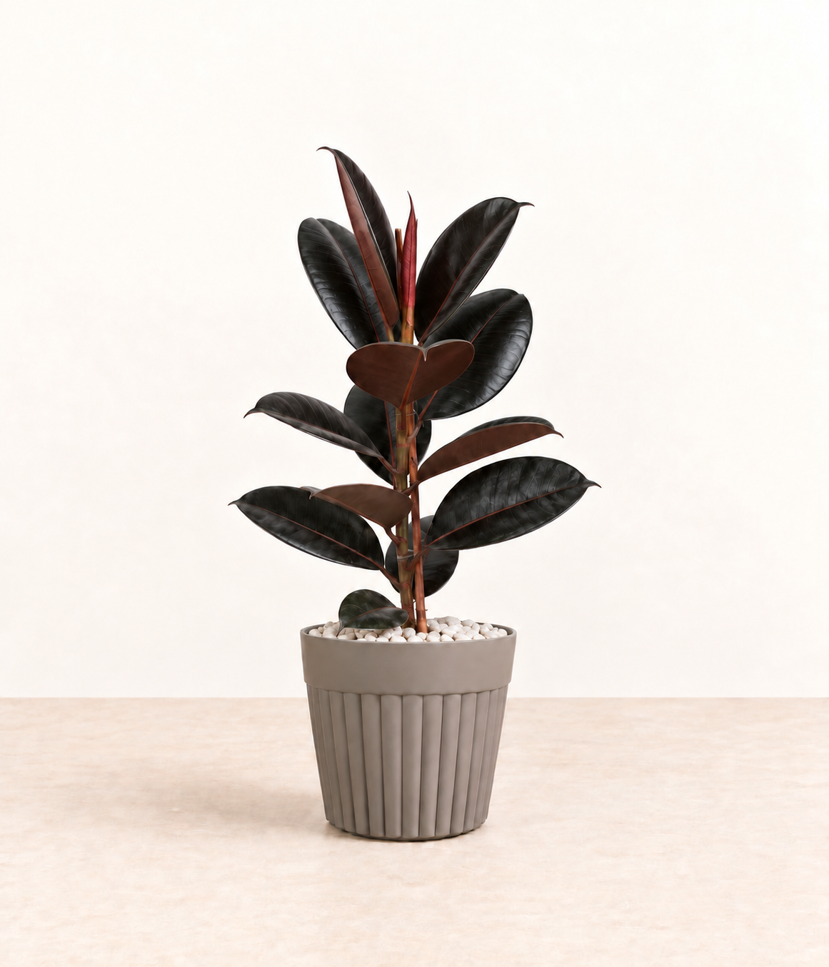 AI-generated styling illustration of black rubber plant in grey fluted pot with white stones