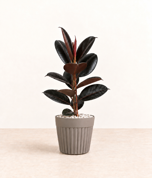 AI-generated styling illustration of black rubber plant in grey fluted pot with white stones