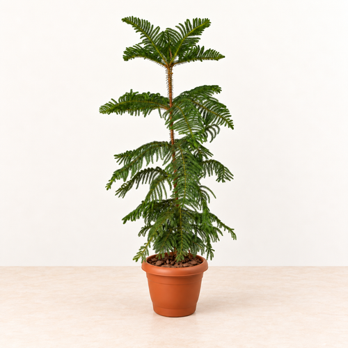 Araucaria with upright trunk and tiered green branches in a terracotta-coloured pot with bark, against an off-white wall and pale stone surface
