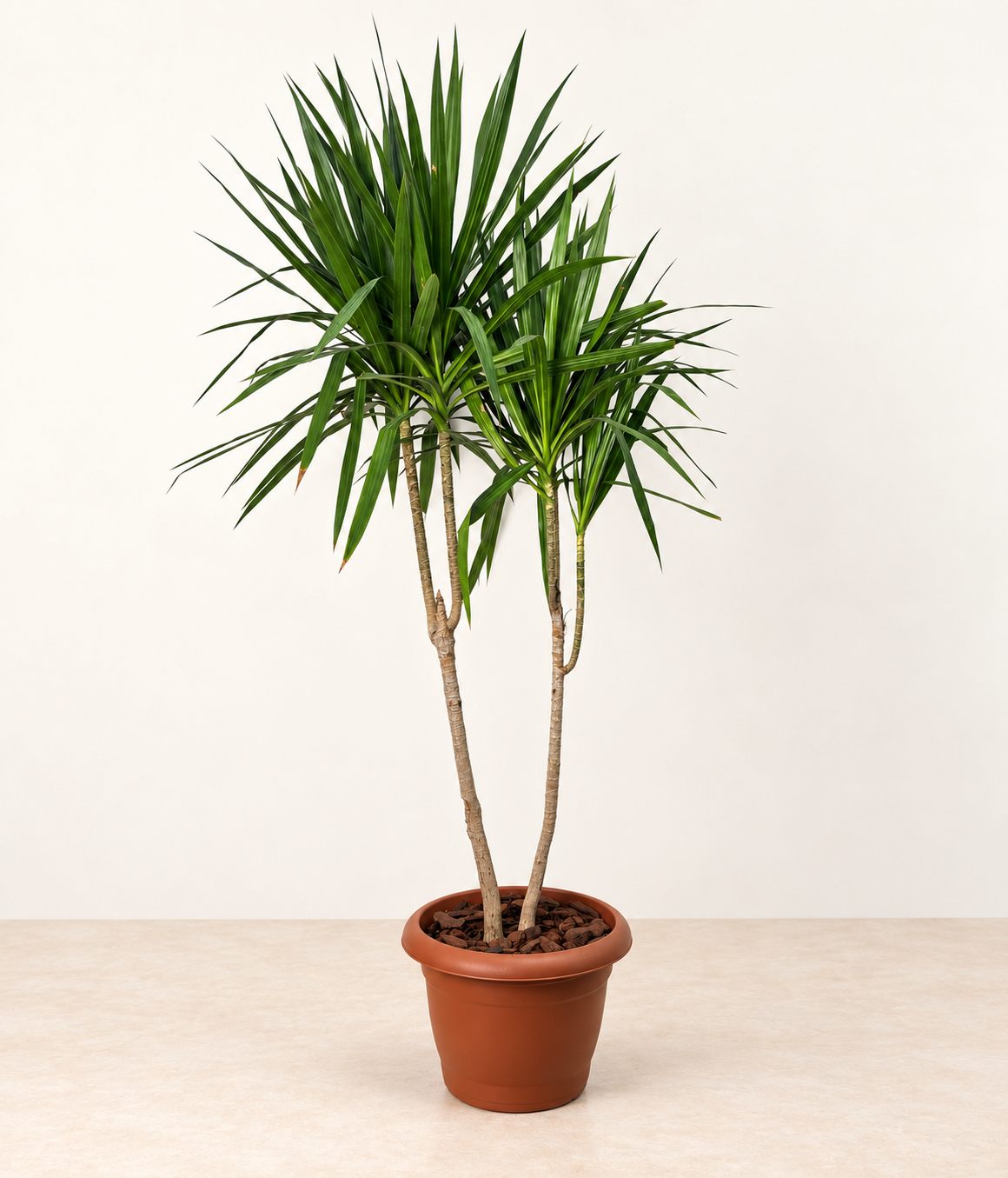 Large multi-cane Dracaena in a terracotta-coloured pot with bark against a warm cream background