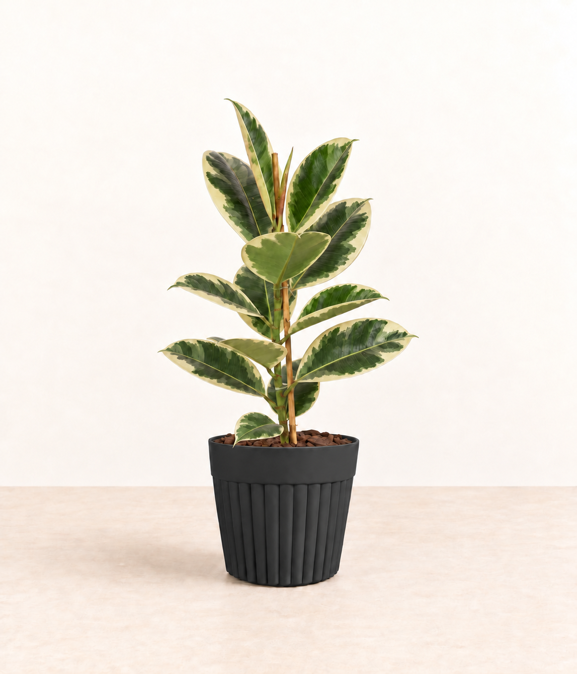 AI-generated styling illustration of variegated rubber plant in dark fluted pot with natural bark