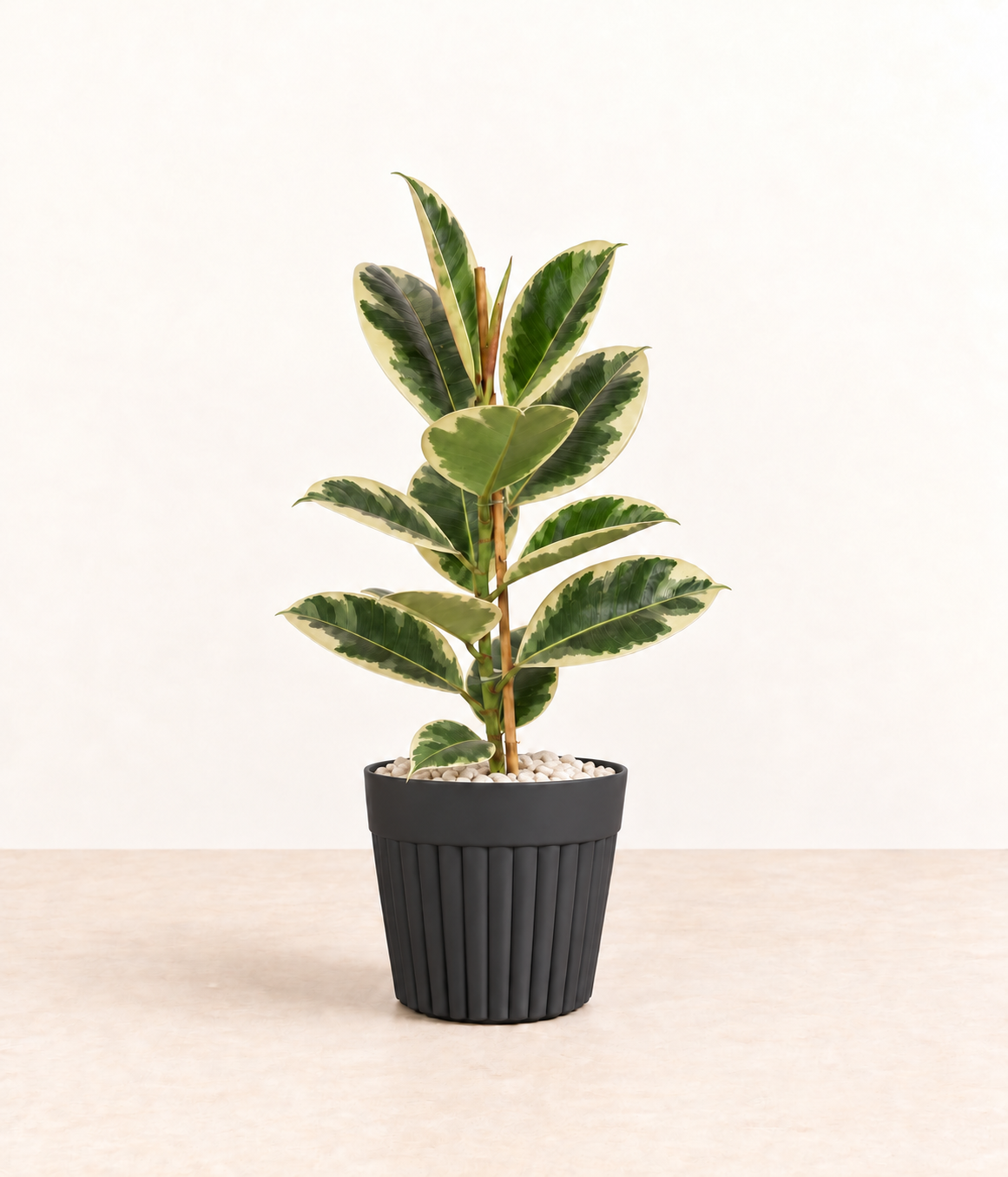 AI-generated styling illustration of variegated rubber plant in dark fluted pot with white stones